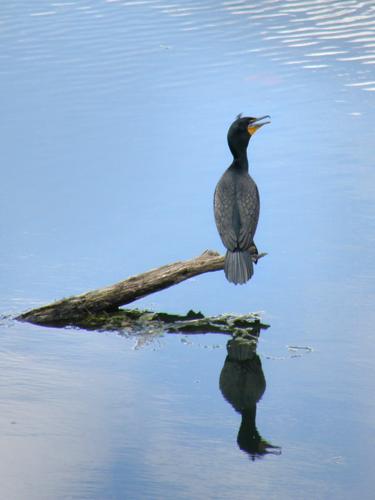 Double-crested Cormorant (Phalacrocorax auritus)