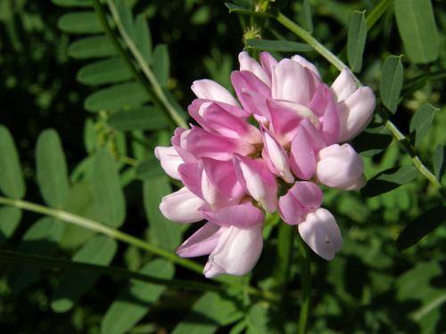 Crown Vetch (Coronilla varia)