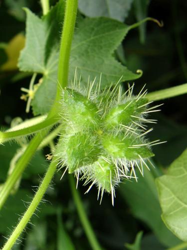 Bur-cucumber fruit