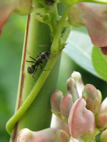 ant on Ground Nut