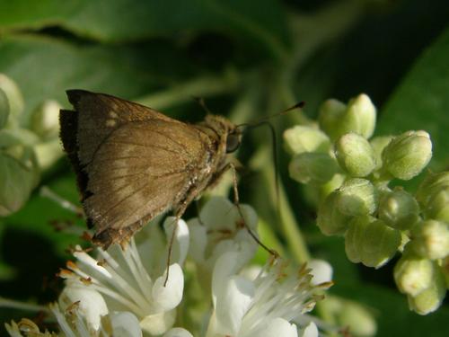 Northern Broken-dash (Wallengrenia egeremet)