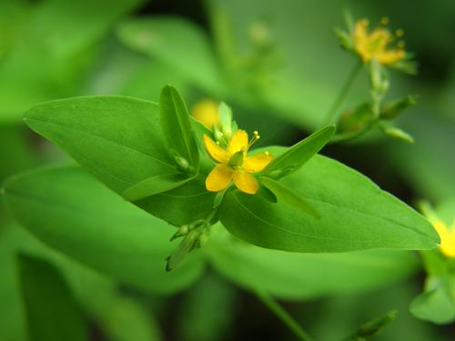 Dwarf St. Johns Wort (Hypericum mutilum)