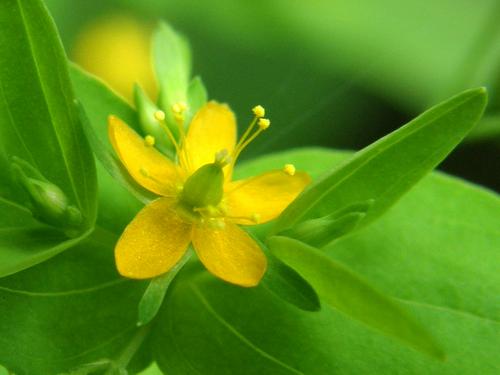 Dwarf St. Johns Wort (Hypericum mutilum)