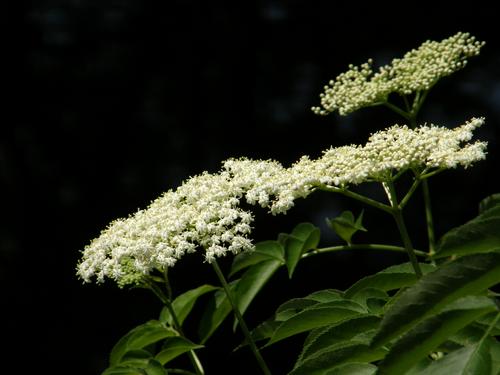 Common Elder (Sambucus canadensis)