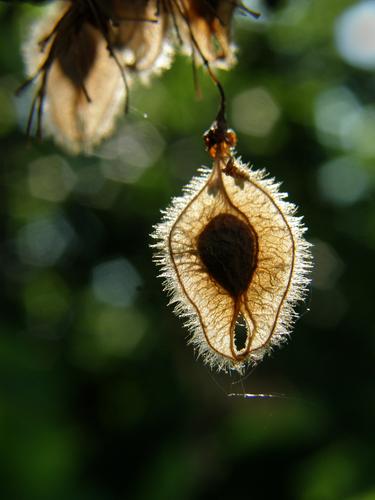 American Elm seed (Ulmus americana)