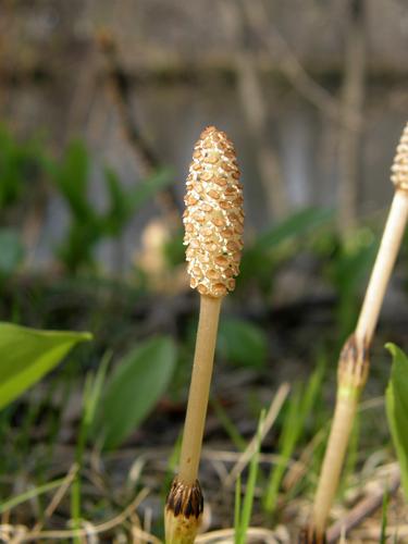 Field Horsetail (Equisetum arvense)