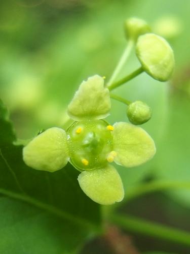 Winged Euonymus (Euonymus alata) flower close-up