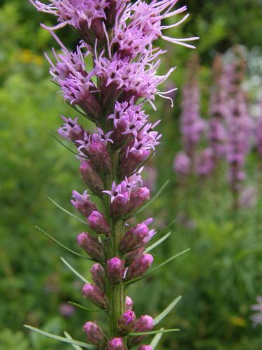 Cat-tail Gayfeather (Liatris pycnostachya)