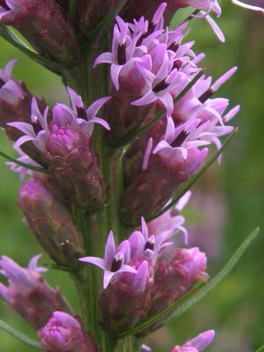 Cat-tail Gayfeather (Liatris pycnostachya)