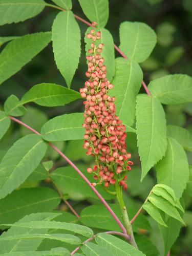 Smooth Sumac (Rhus glabra)