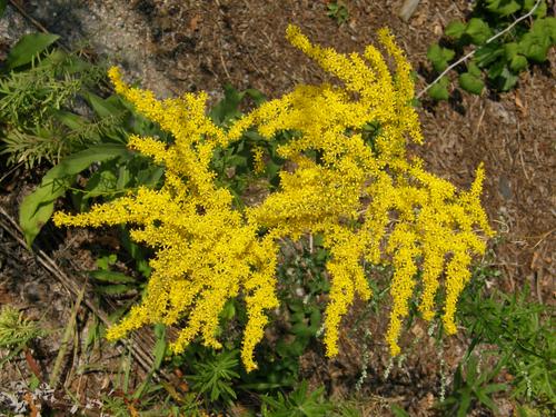 Goldenrod flowers