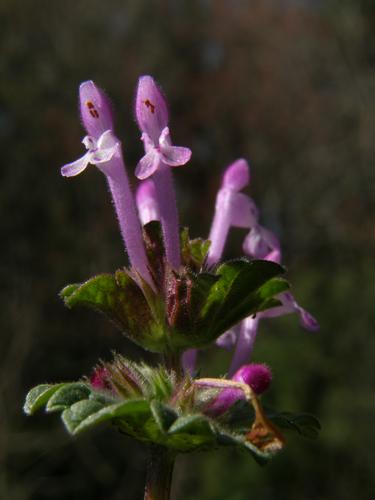 Henbit (Lamium amplexicaule)