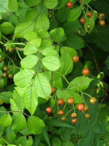 Multiflora Rose hips