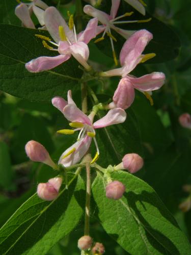 Tartarian Honeysuckle (Lonicera tartarica)