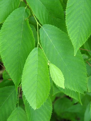 American Hop-hornbeam (Ostrya virginiana)