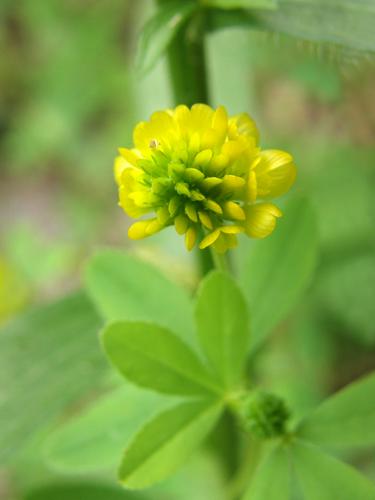 Hop Clover (Trifolium aureum)