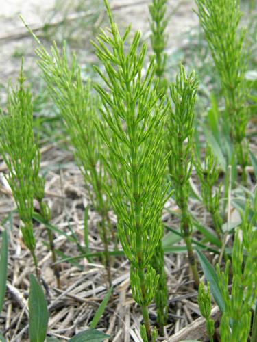 Field Horsetail (Equisetum arvense)