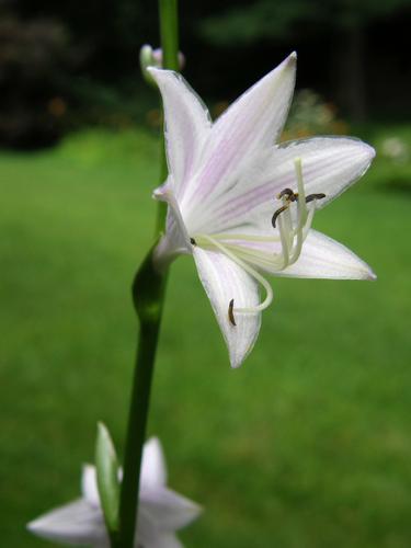 Hosta (Hosta x hybrida)