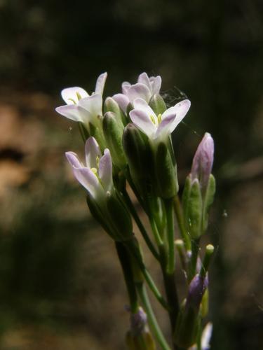 Long-leaved Bluets (Houstonia longifolia)