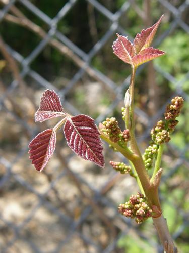 Poison Ivy young leaves and flower buds