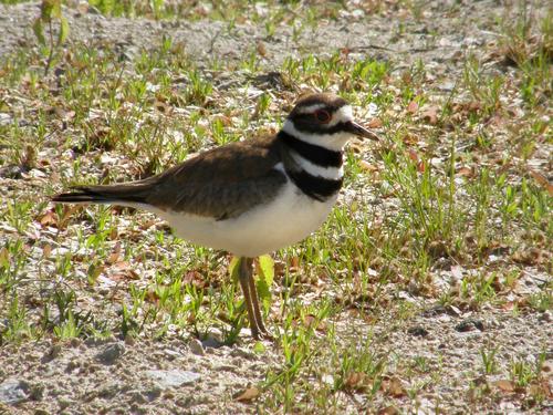 Killdeer