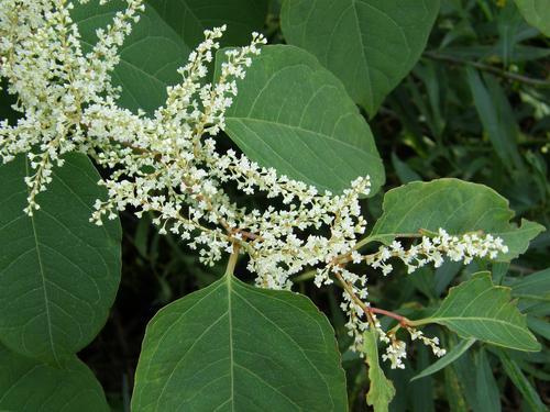 Japanese Knotweed flowers