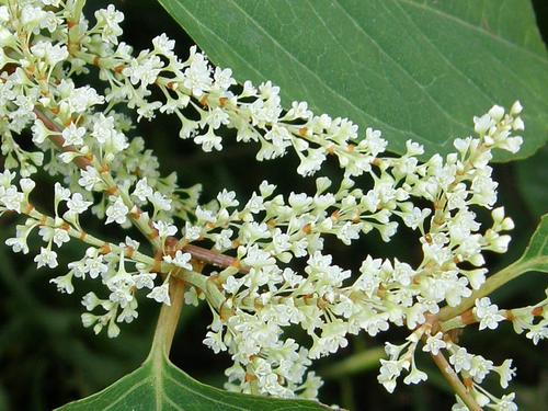 Japanese Knotweed flowers