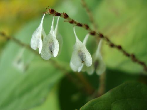 Japanese Knotweed (Polygonum cuspidatum)