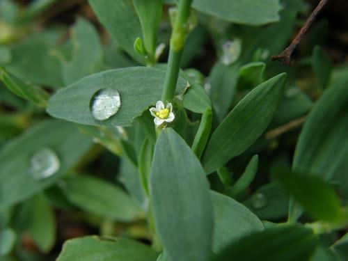 Prostate Knotweed (Polygonum aviculare)