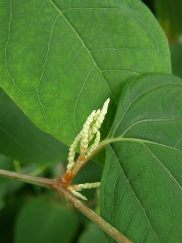 Japanese Knotweed flower buds