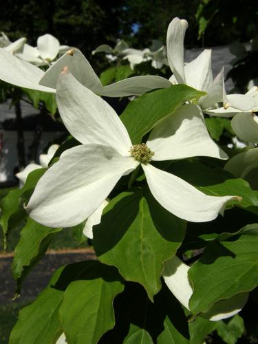 Japanese Dogwood (Cornus kousa) flower