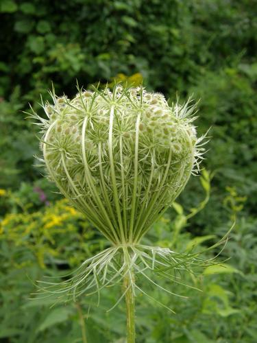 Queen Anne's Lace seeds