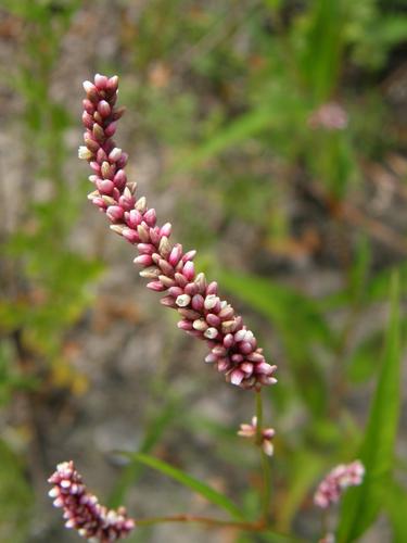 Lady's-thumb flowers