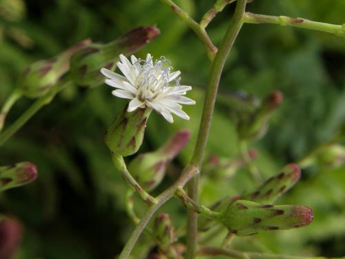 Florida Lettuce flower