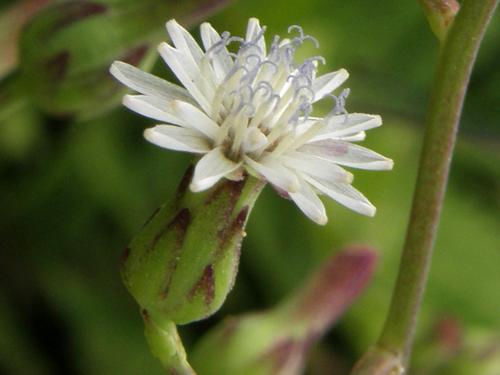 Florida Lettuce flower