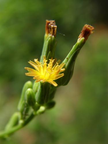 Wild Lettuce (Lactuca canadensis)