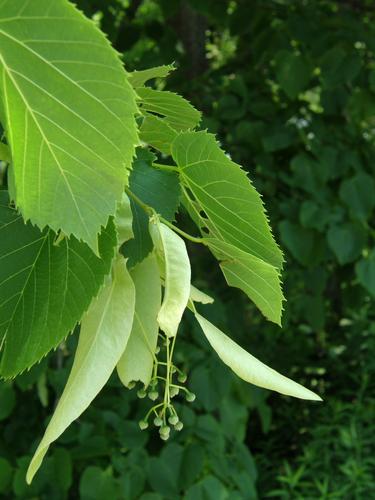 American Linden (Tilia americana)