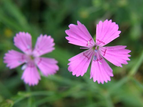 Maiden Pink (Dianthus deltoides)