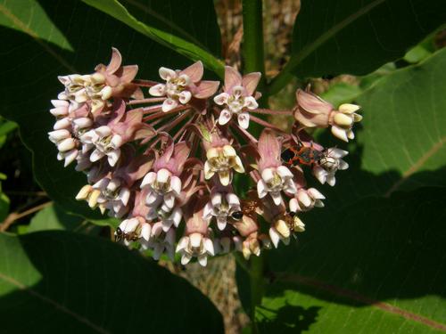 Common Milkweed (Asclepias syriaca)