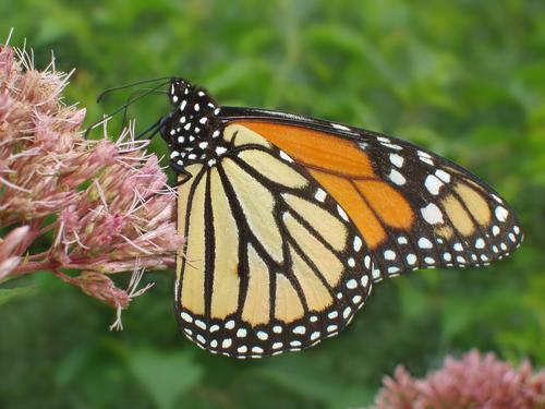 Monarch butterfly