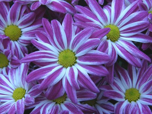 Chrysanthemum (Chrysanthemum x hybrida)