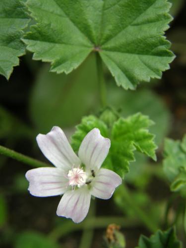 Common Mallow (Malva neglecta)