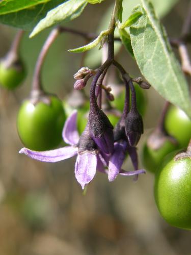 Bittersweet Nightshade flower