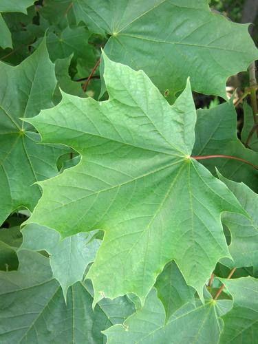 Norway Maple (Acer platanoides)