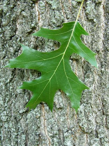 Black Oak (Quercus velutina)