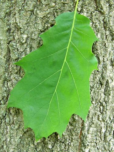 Red Oak (Quercus rubra)