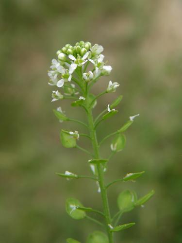 Wild Peppergrass (Lepidium virginicum)