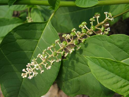 Pokeweed (Phytolacca americana)