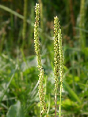 Common Plantain flowers