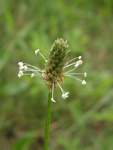 English Plantain flower